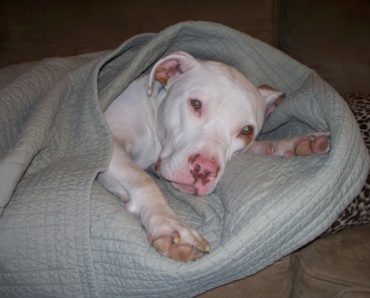 Spencer in Blanket