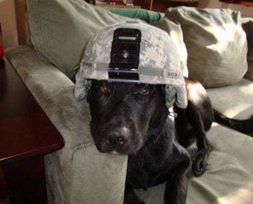 Our pets aren part of our military families!